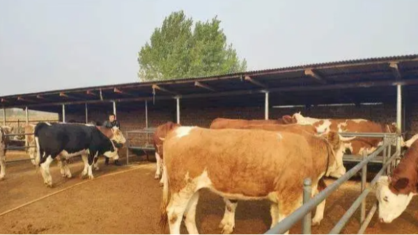 冬季養牛需要注意什么？冬季牛犢養殖技巧