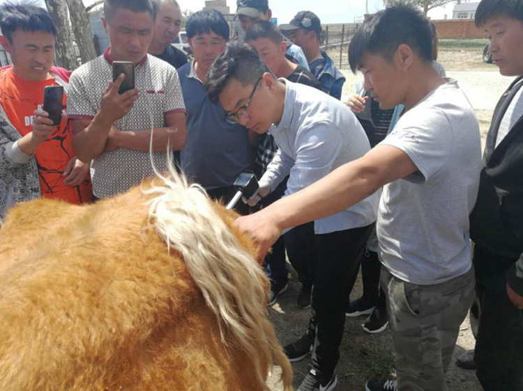 內蒙古呼倫貝爾市貝爾蘇木畜牧獸醫站-愛(ài)牧多案例